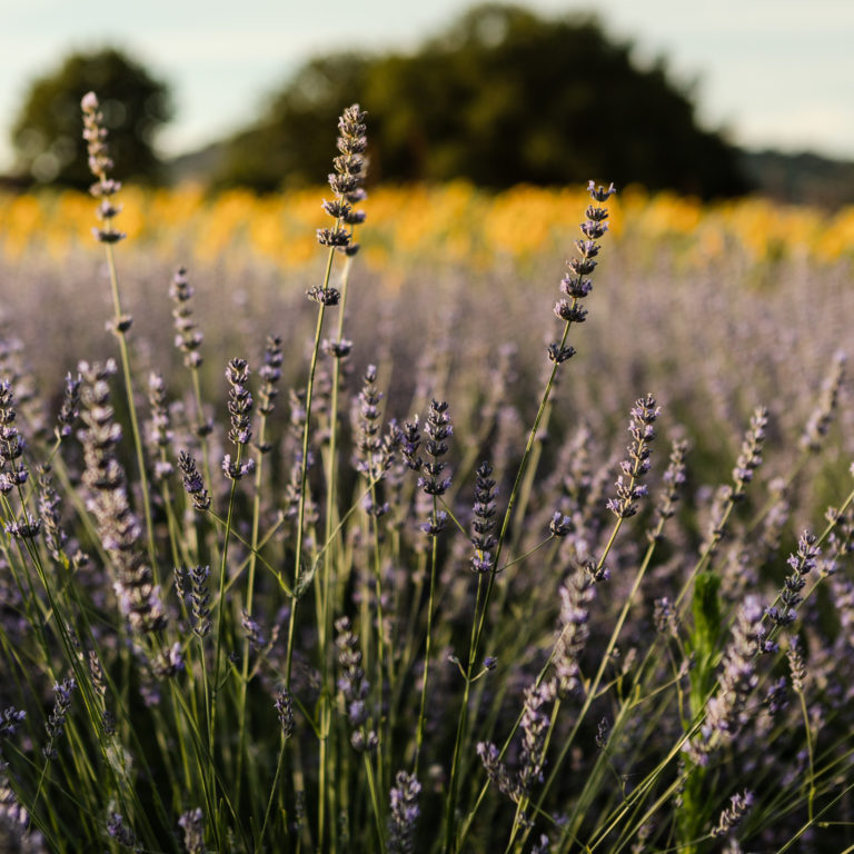 antico casale san lorenzo in campo marche in vendita casale di lusso